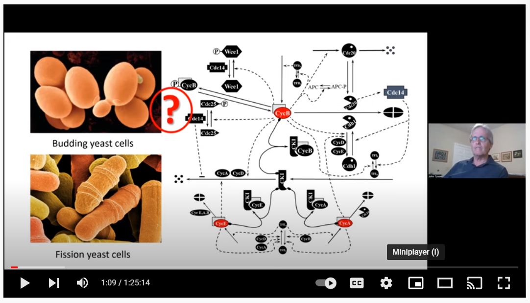 timekeeping_and_decision-making_in_the_cell_cycle