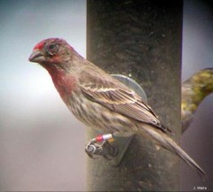 housefinch