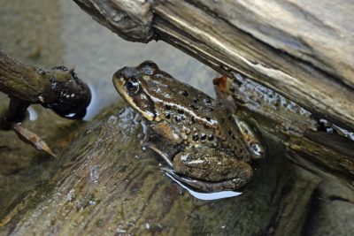  Cascade frog (Rana cascadae).